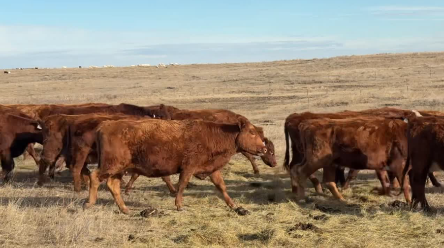 Home Raised, 1150 lbs! SPECTACULAR PROGRAM!-BC1231D5